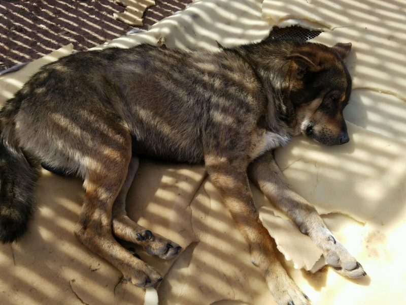 IMG_0533 Tuba City Humane Society