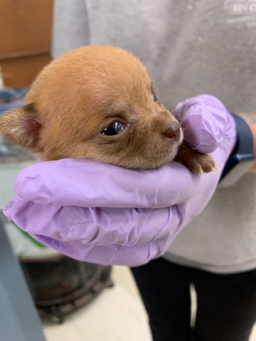 Baby Chihuahua at clinic