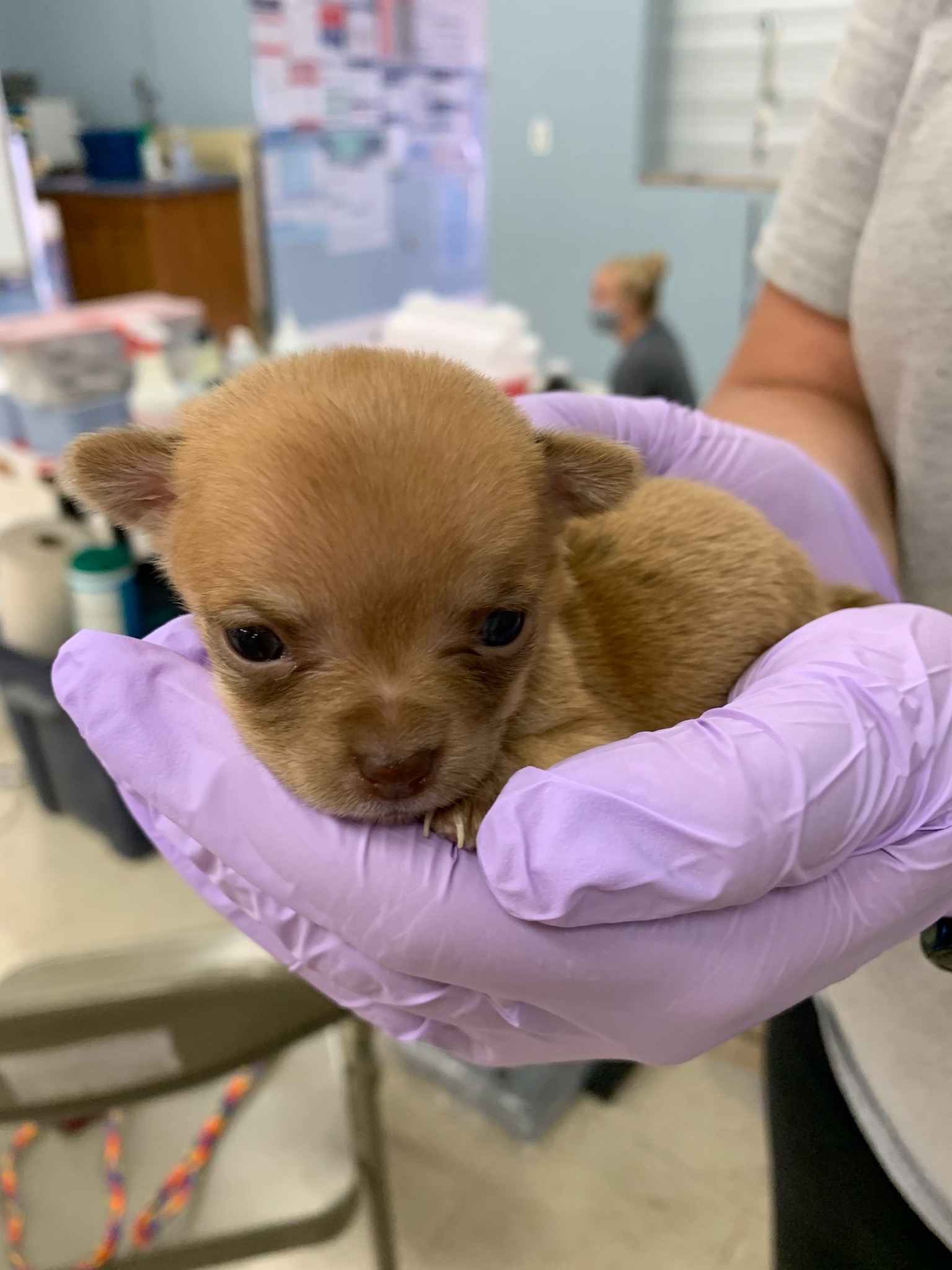 3 week old baby chihuahua at clinic