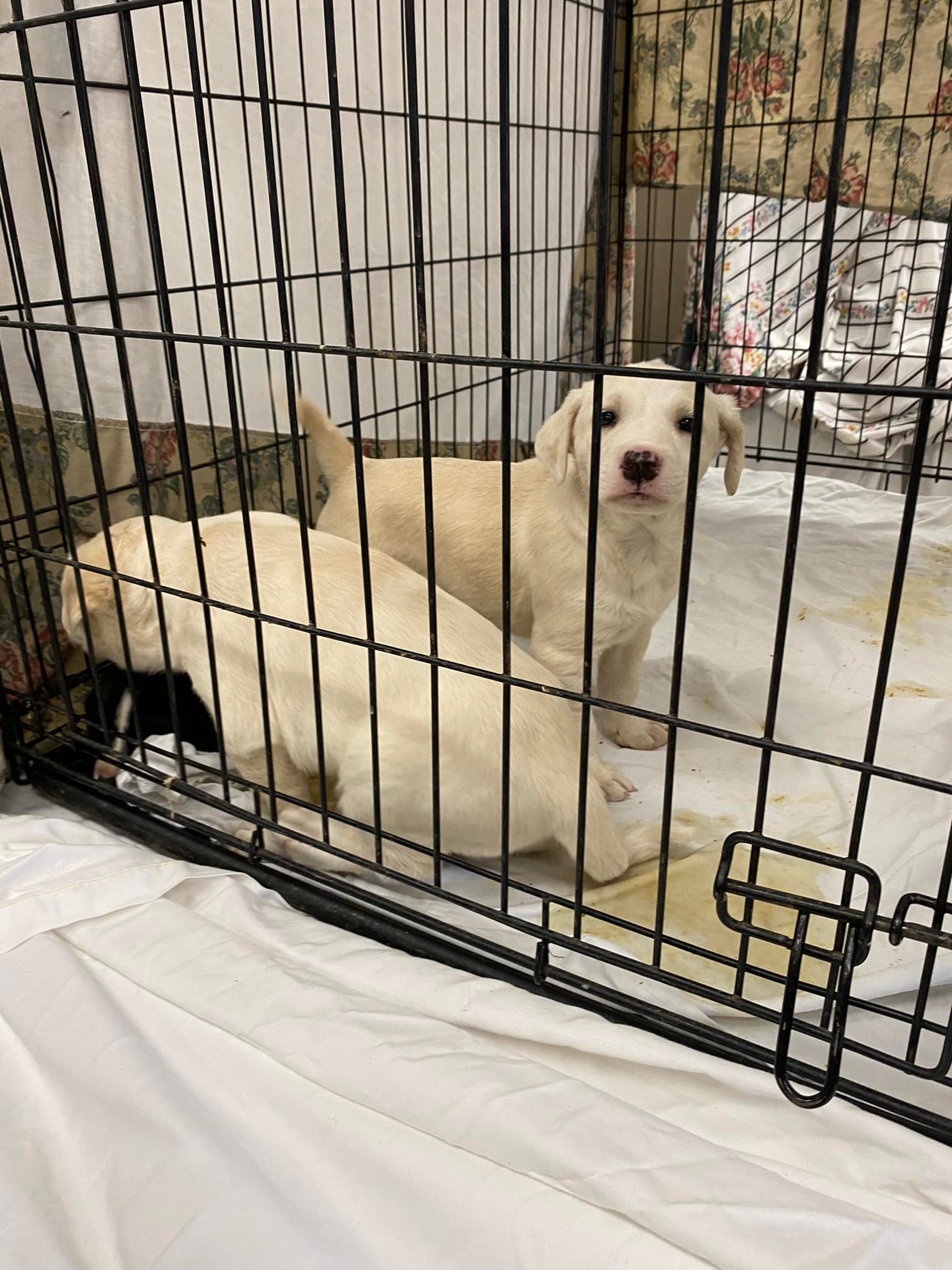 Pups waiting for spay and neuter