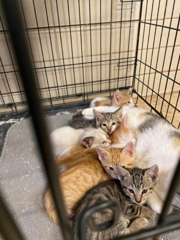 Momma cat and kittens at June 25 & 26 Spay Neuter clinic