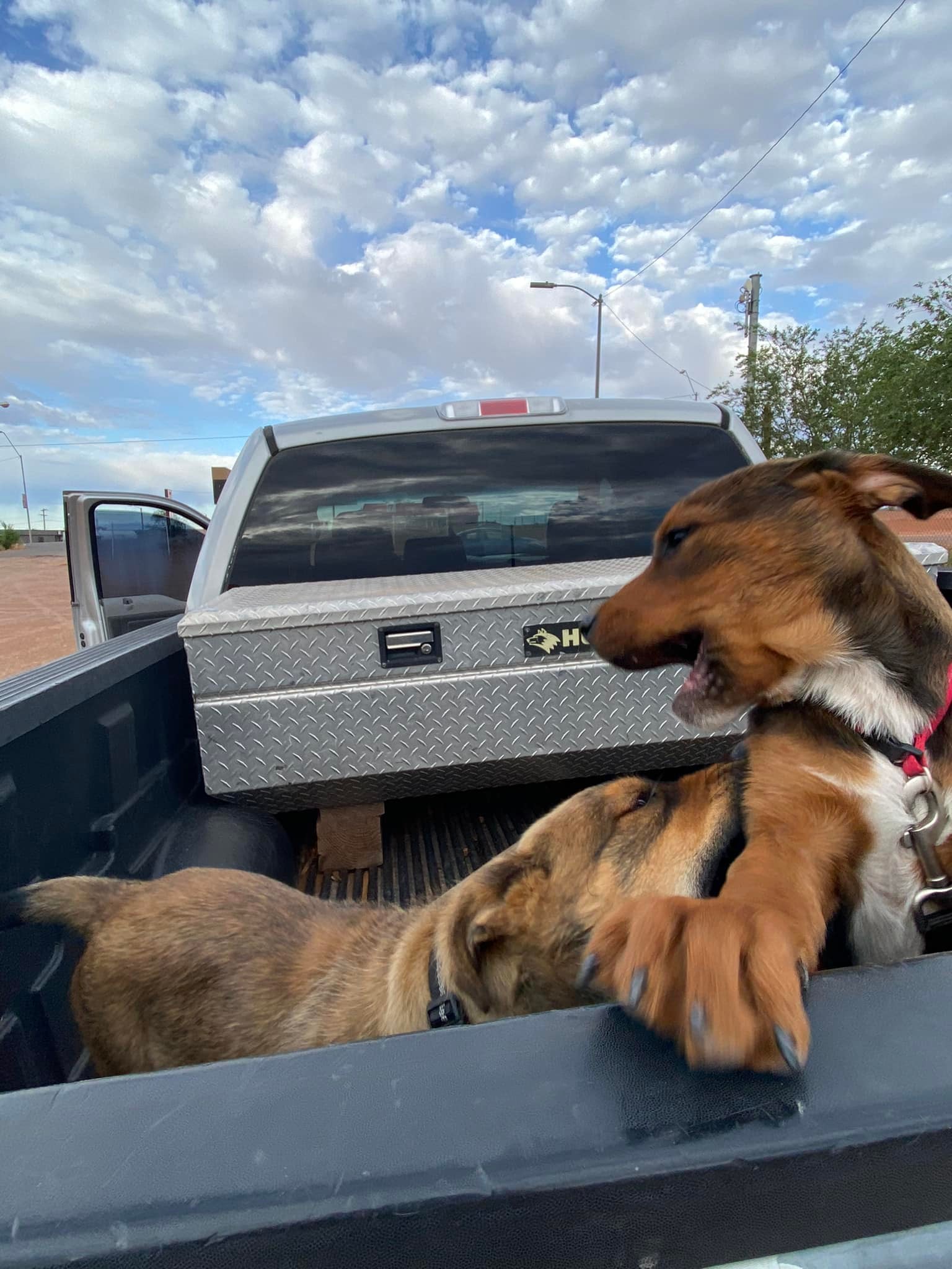 puppies playing in a truck at vaccination clinic