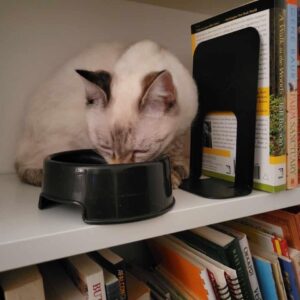 Foster cat on a book shelf
