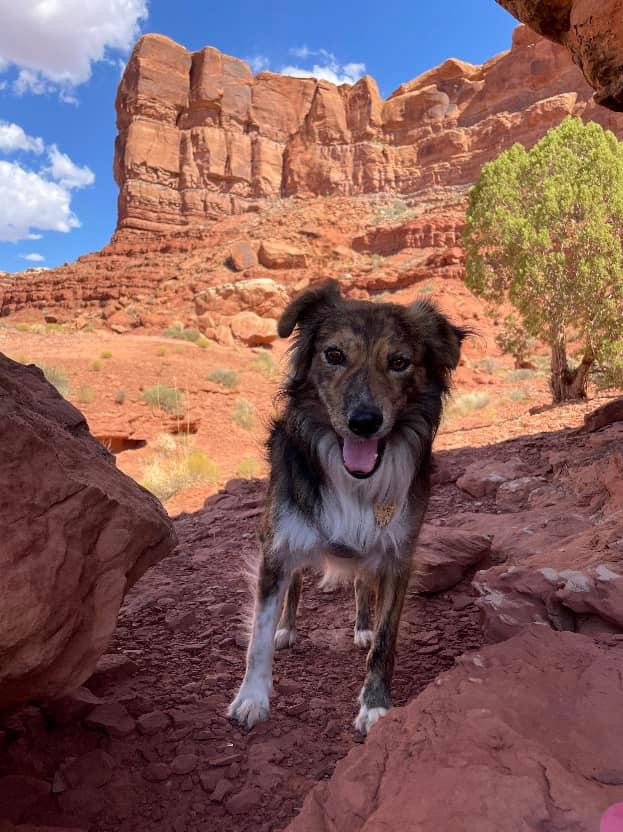 Chicken Nugget in Monument Valley