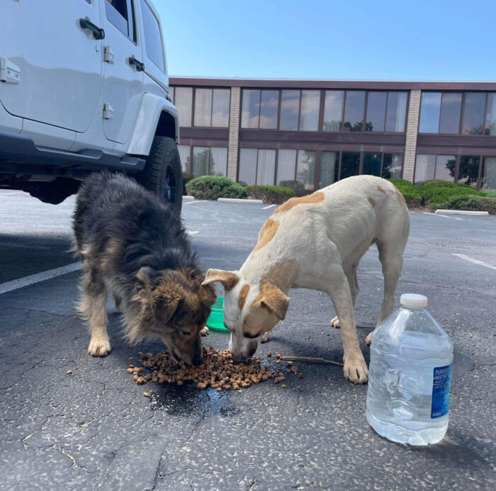 Chicken Nugget as a stray with his friend Missy