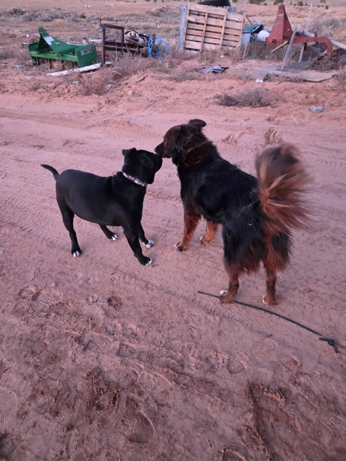 Foster pup, Andy, meeting a dog at his possible adoptive home