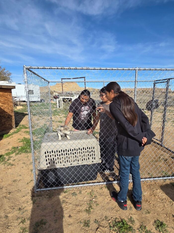 3 grandson's in the kennel with a dog crate
