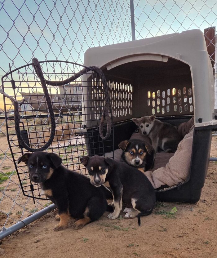 Four rescued puppies coming out of a dog crate