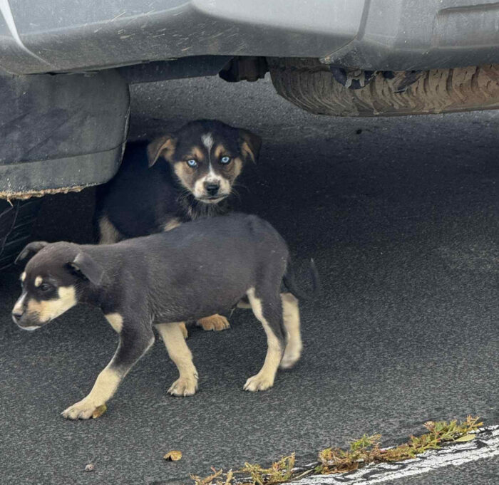 Two stray puppies