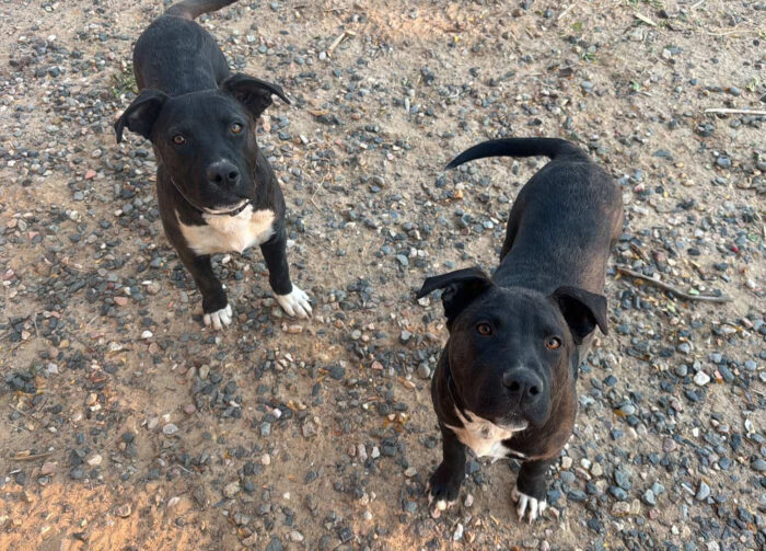 2 foster puppies, Andy and MOzart