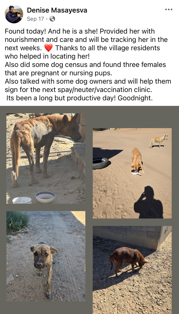 social media post where stray community dog with severe mange has been found