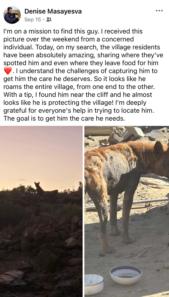 social media post seeking stray dog with severe mange to administer Nexgard treatment