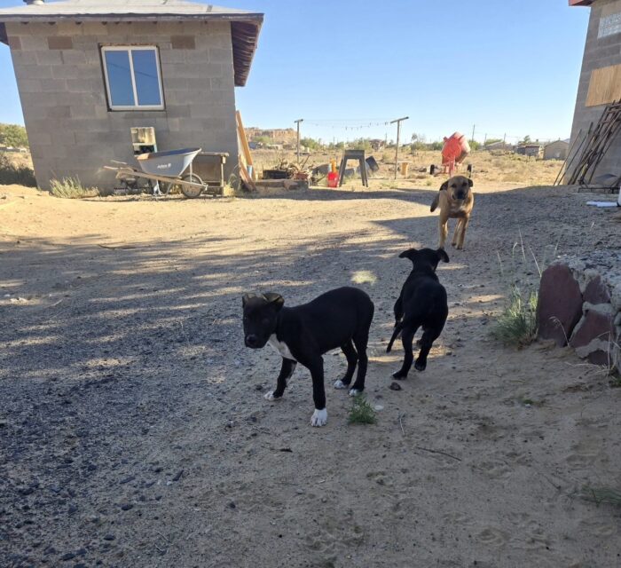 3 foster puppies in the yard