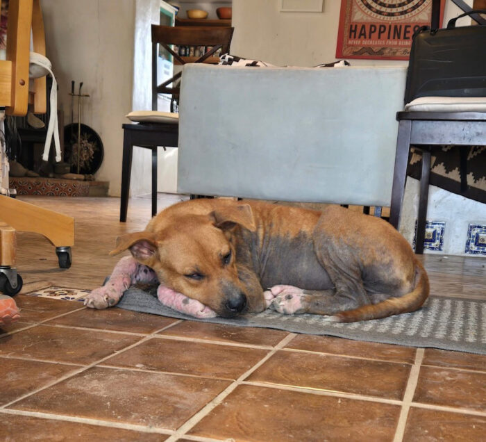 Notorious D.O.G. a foster dog with Demodex lying in the house