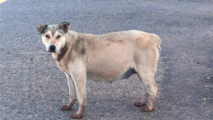 Very pregnant stray momma dog at a gas station in Inscription House