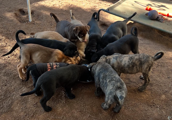 12 puppies eating