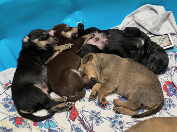sleeping puppy pile