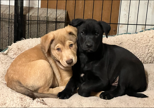 2 puppies a little older and bigger