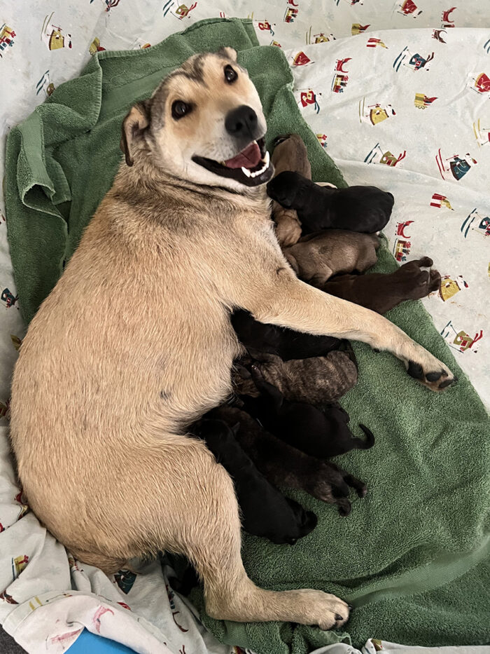 Momma Sonora and her 12 puppies